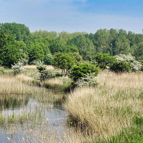 Fietsroute Nationaal Park Hollandse Duinen