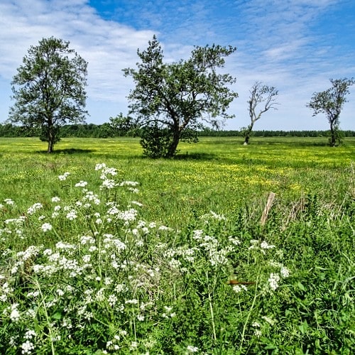 Radtour Nationallandschaft Noardlike Fryske Wâlden