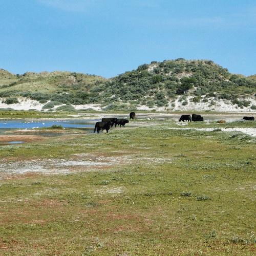 Radtour Watteninsel Terschelling