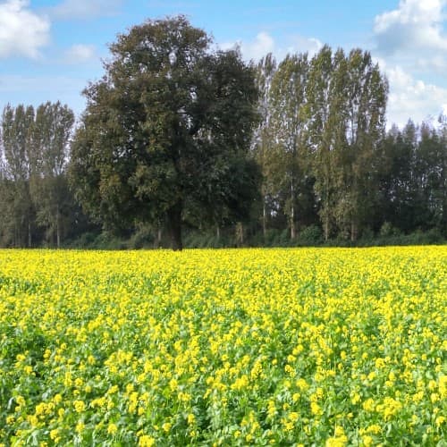 Radtour Achterhoek und Bronckhorst