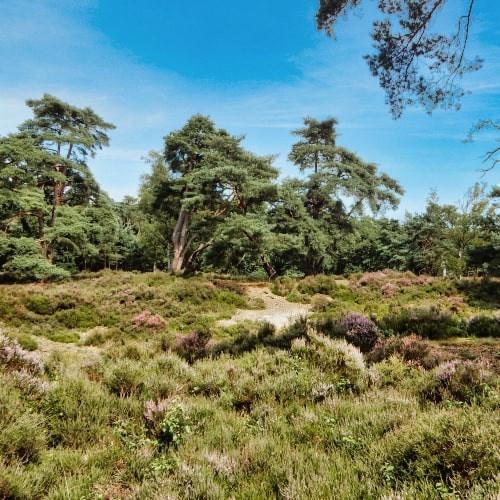 Radtour Nationalpark Utrechtse Heuvelrug