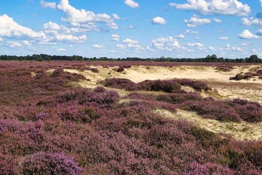 Cycling route through National Park Drentsche Aa and the Hondsrug