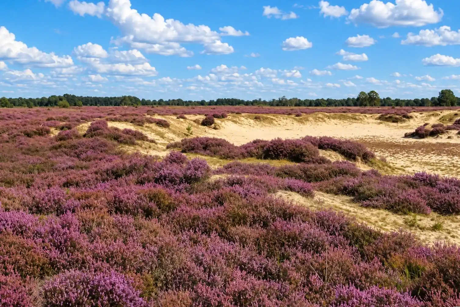 Fietsroute door Nationaal Park Drentsche Aa en over de Hondsrug