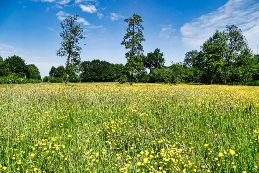 Radlandschaft in Friesland