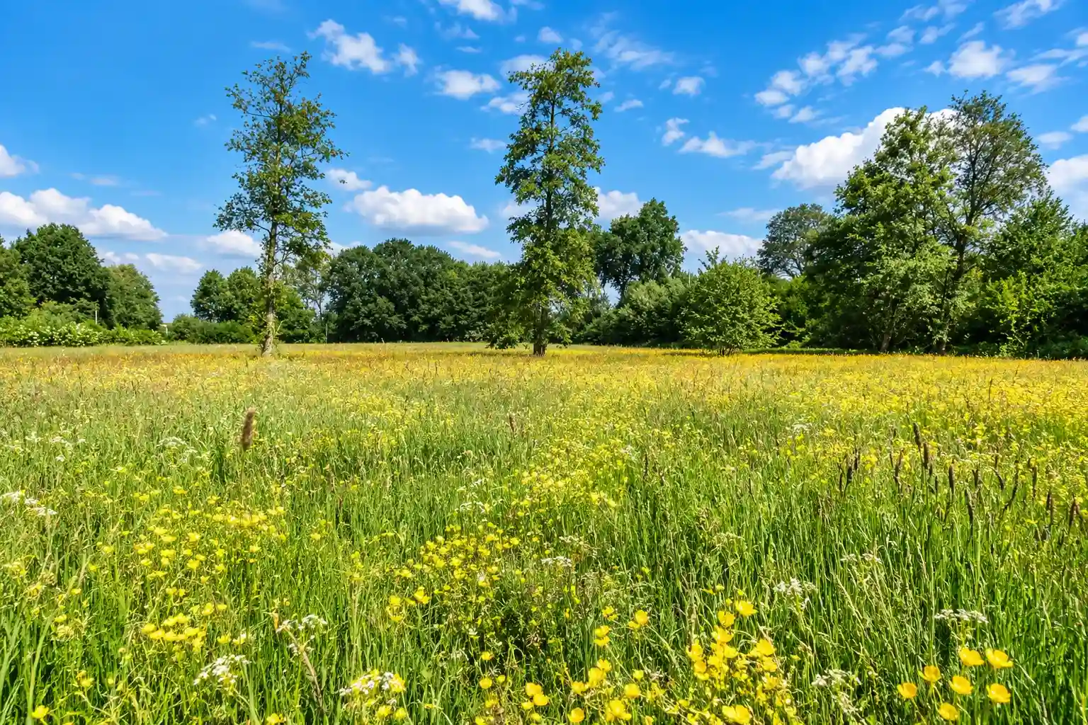 Cycling landscape in Friesland
