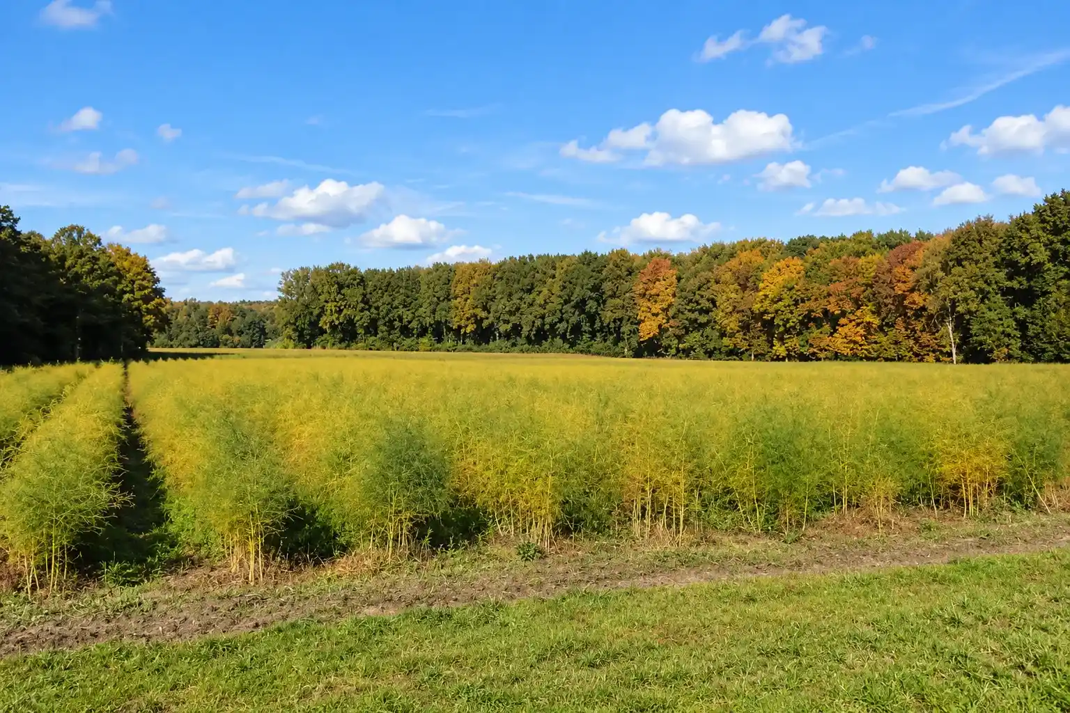 Radtour durch Montferland und den Bergherbos