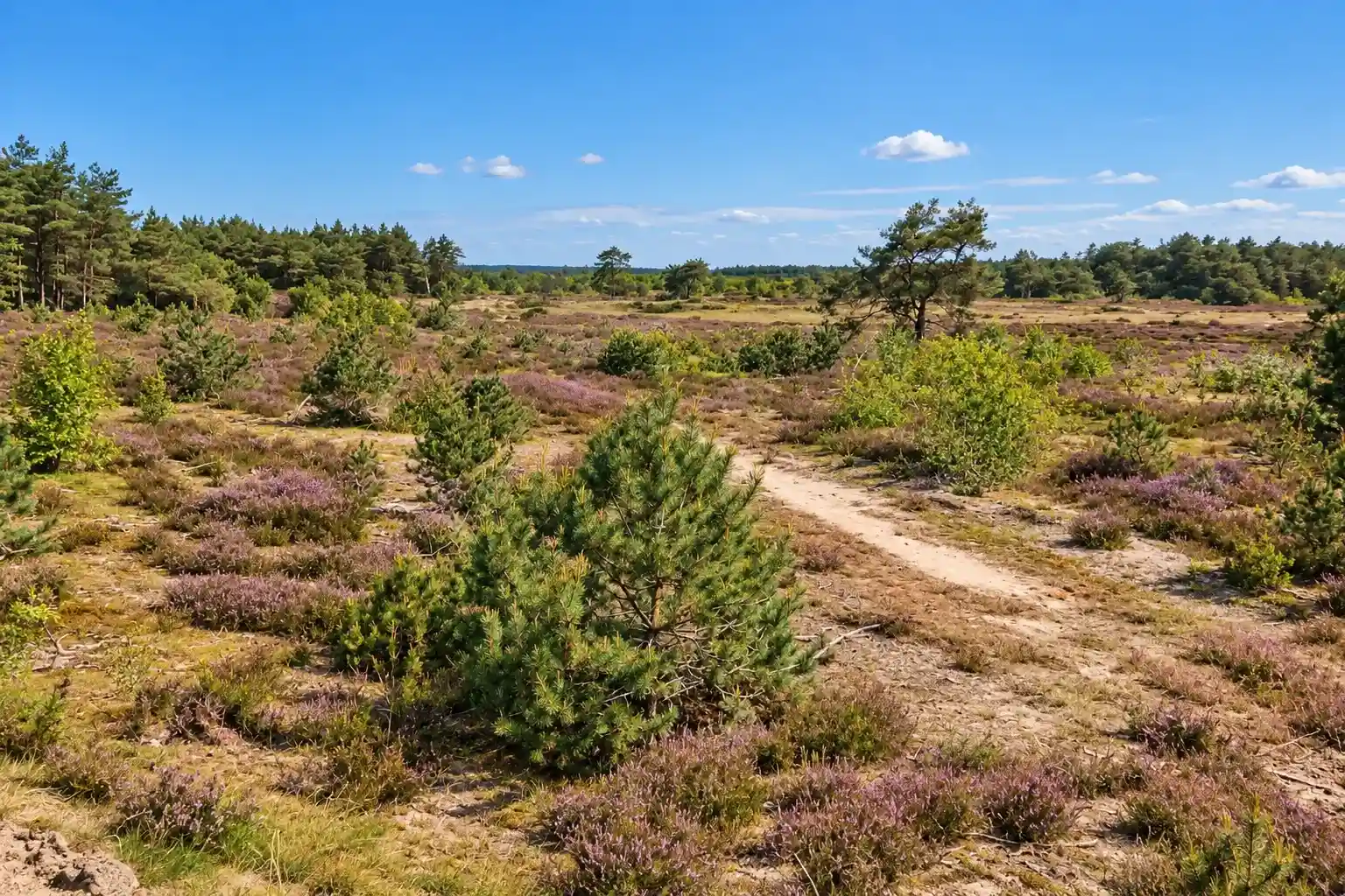Radtour durch die westliche Veluwe und die Gelderse Vallei