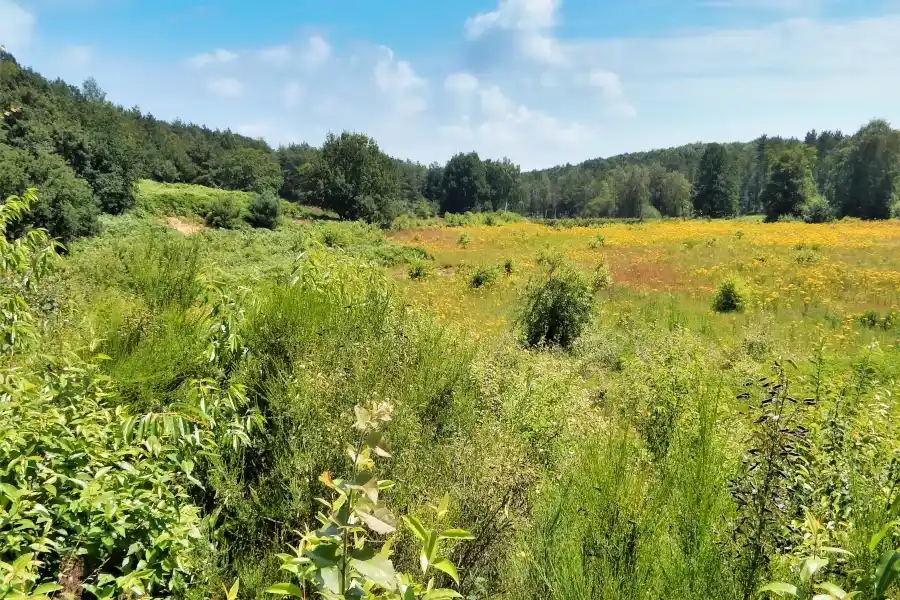 Cycling route through National Park De Meinweg