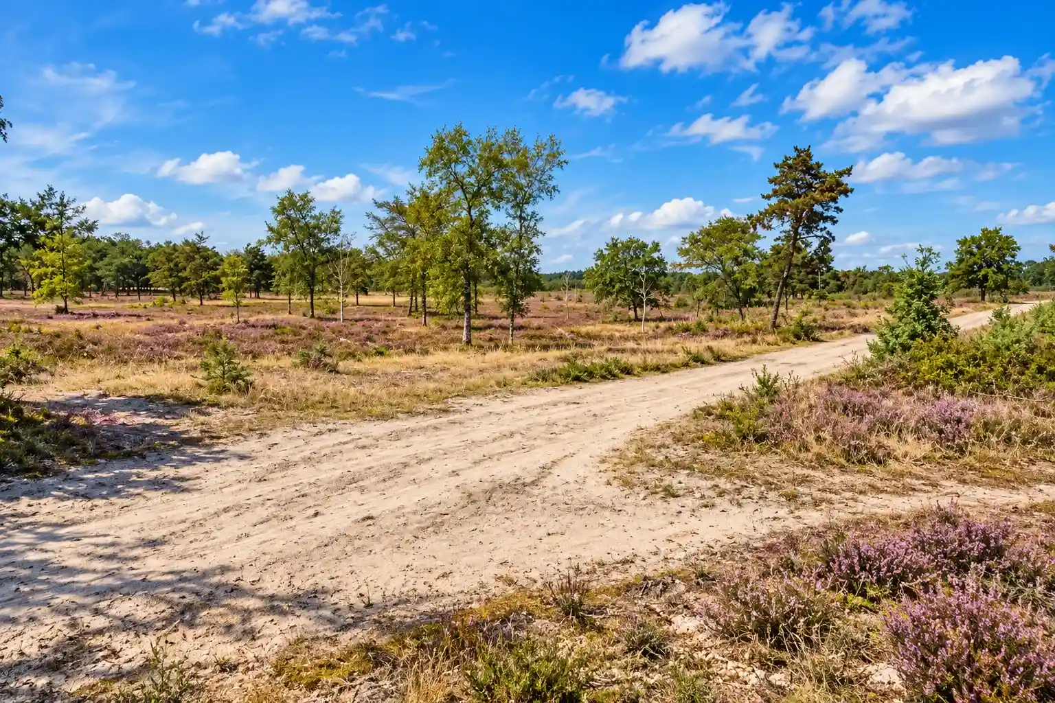 Fietsroute door Nationaal Park De Peel